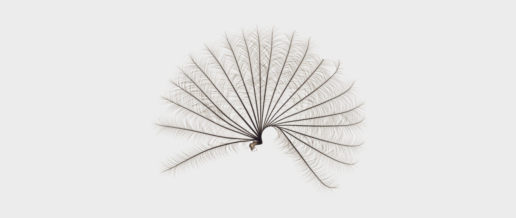 The delicate specialized structure of the water strider genus Rhagovelia looks like a Japanese fan.