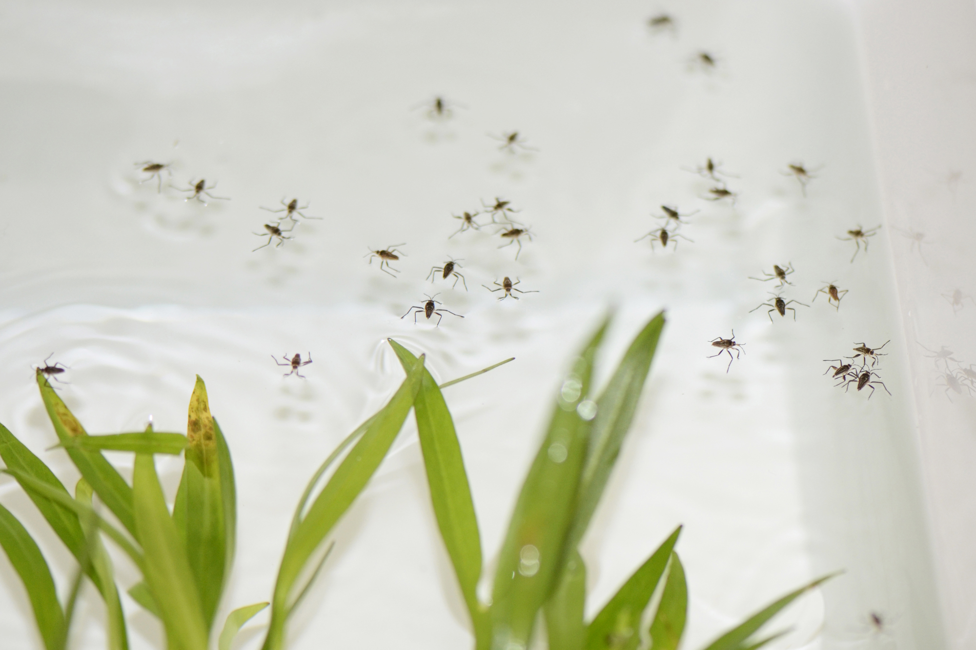 The spindly, angular body of a water strider next to an image of water striders over clear water with green leaves.