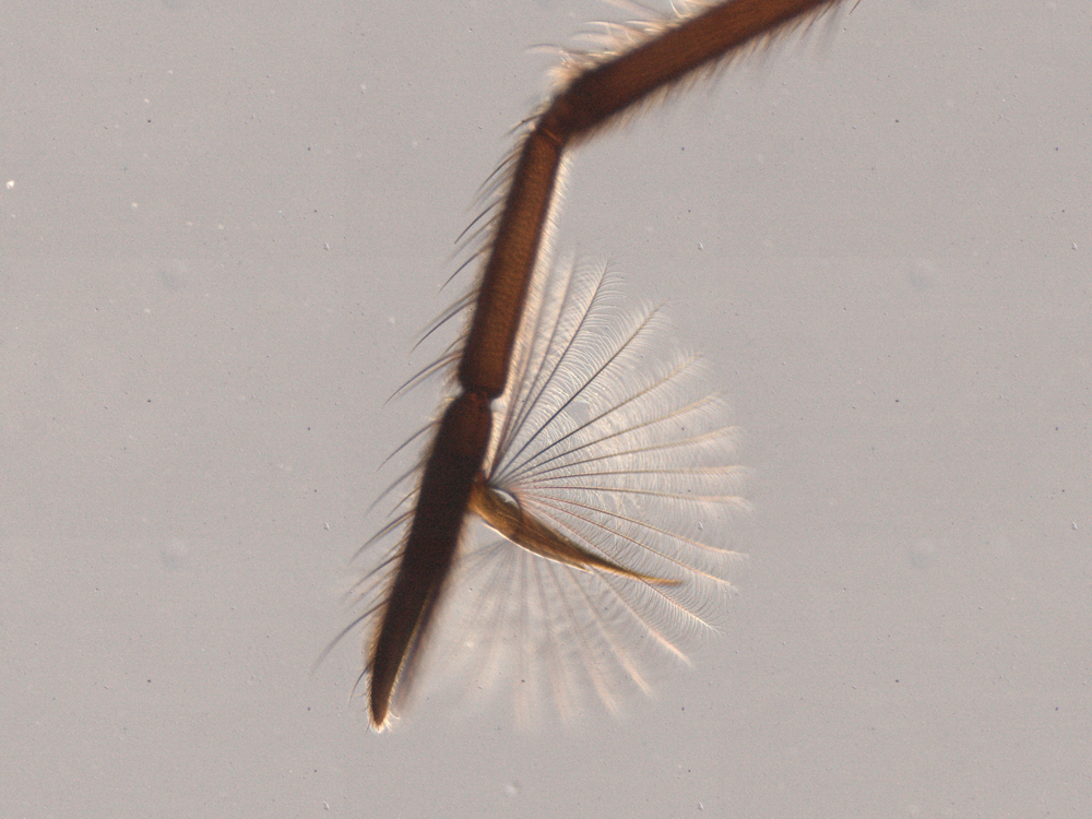 The leg of a water strider with the delicate fan next to an image of a water strider leg without one