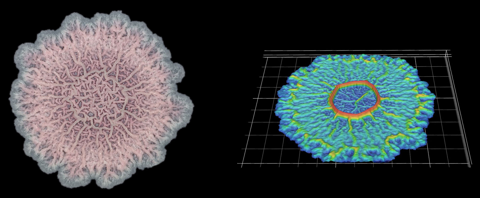 The wrinkled structure of this Bacillus subtilis biofilm helps to ensure that all the bacteria in it have access to oxygen (left). A digital scanned model of the biofilm helps illustrate how the bacterial community can vary its structure in three dimensions (right).