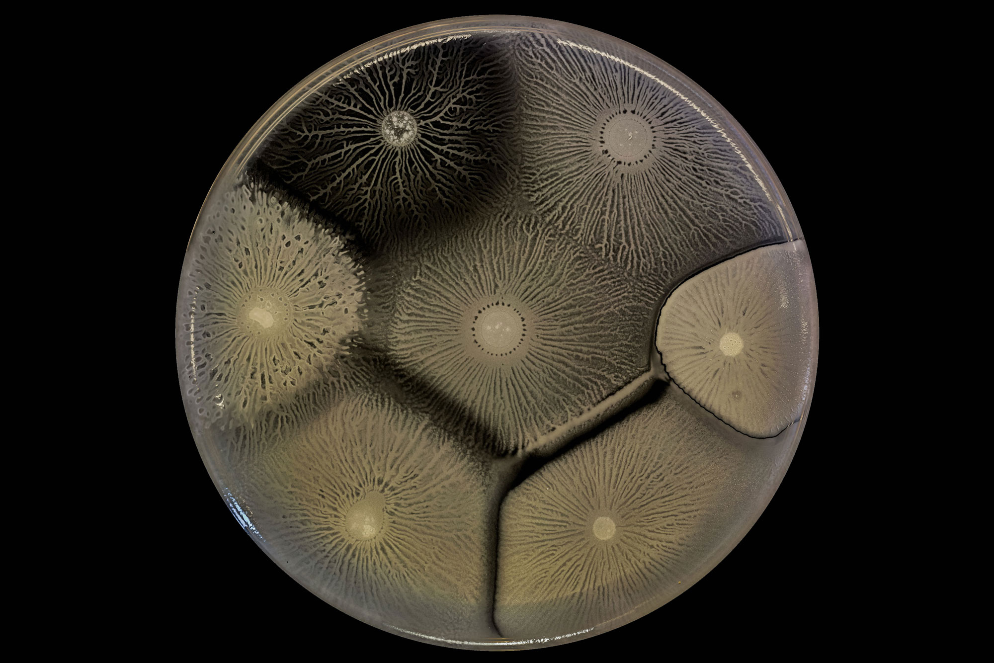 Several different strains of B. subtilis grow side by side in this dish. Because the biofilms discriminate against dissimilar strains of bacteria, they may merge compatibly with close relatives but form boundaries against others.