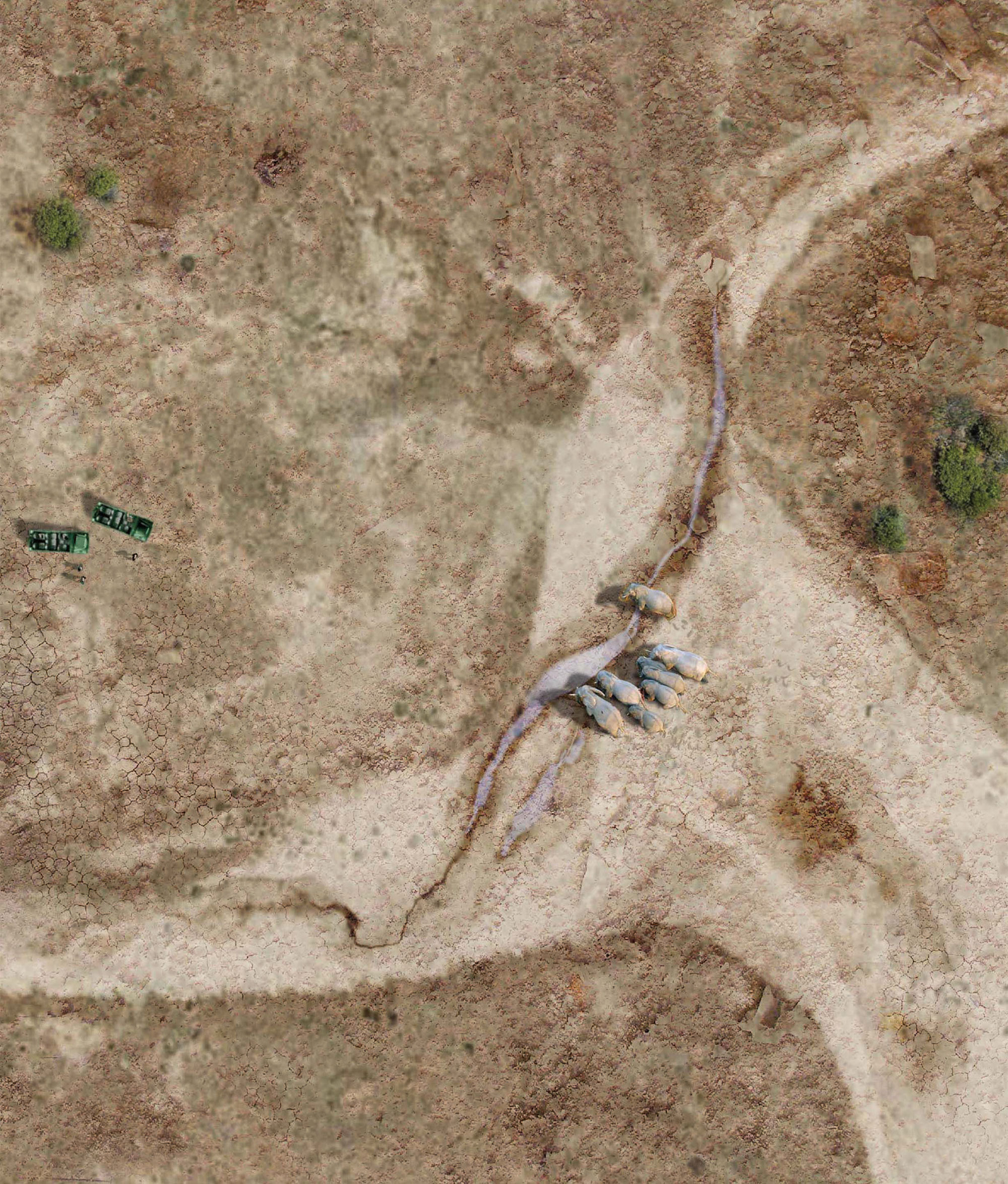 Aerial view of a herd of elephants