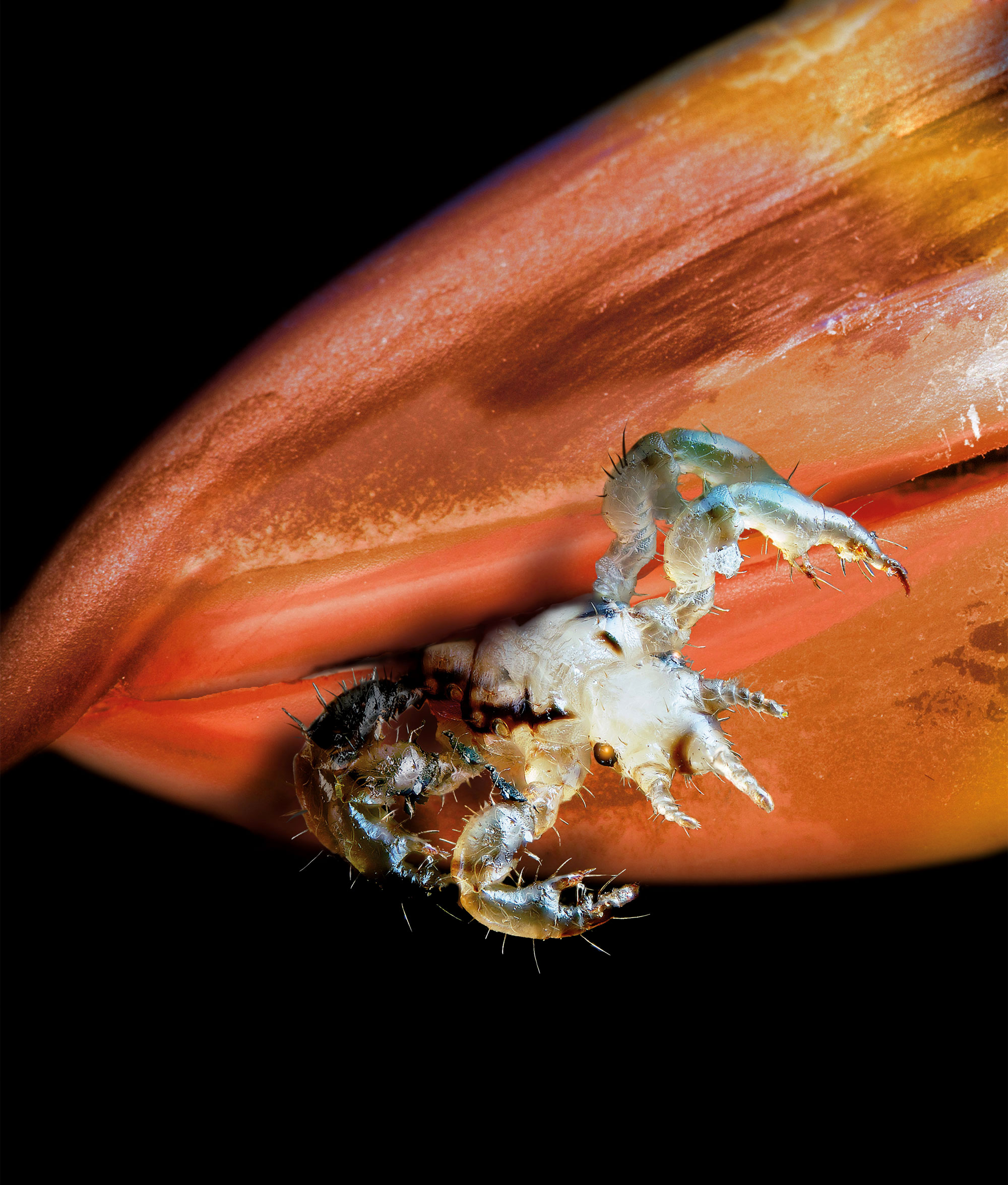 A louse in a bird's beak