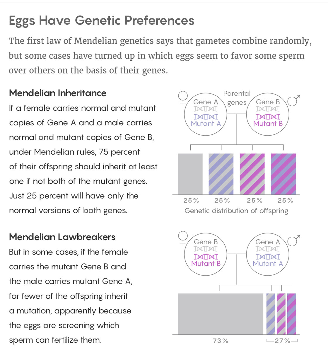 Eggs Have Genetic Preferences The first law of Mendelian genetics says that gametes combine randomly, but some cases have turned up in which eggs seem to favor some sperm over others on the basis of their genes. Mendelian Inheritance If a female carries normal and mutant copies of Gene A and a male carries normal and mutant copies of Gene B, under Mendelian rules, 75 percent of their offspring should inherit at least one if not both of the mutant genes. Just 25 percent will have only the normal versions of both genes. Mendelian Lawbreakers But in some cases, if the female carries the mutant Gene B and the male carries mutant Gene A, far fewer of the offspring inherit a mutation, apparently because the eggs are screening which sperm can fertilize them.