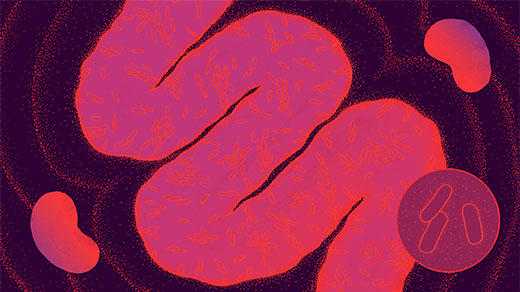 Illustration of gut sending signals to kidneys.