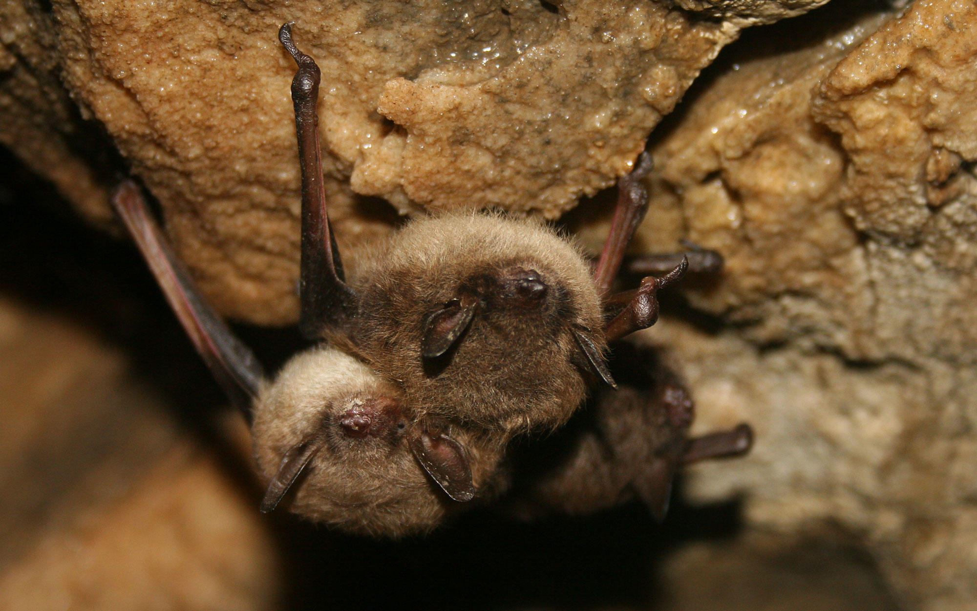 Little brown bats