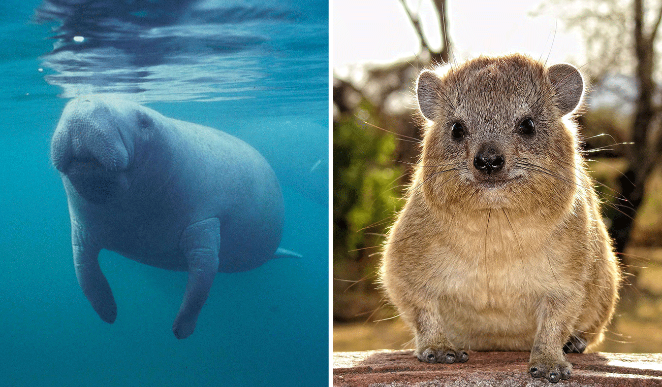 Manatee & Hyrax