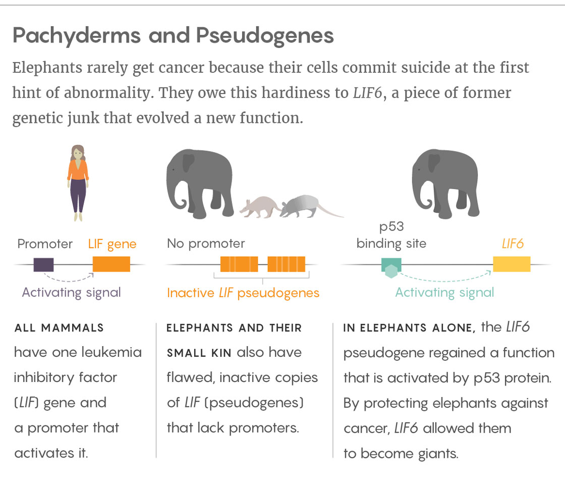 Elephants rarely get cancer because their cells commit suicide at the first hint of abnormality. They owe this hardiness to LIF6, a piece of former genetic junk that evolved a new function.  All mammals have one leukemia inhibitory factor (LIF) gene and a promoter that activates it. (Diagram shows a human and their DNA which has a LIF gene and a promoter activating it.) Elephants and their small kin also have flawed, inactive copies of LIF (pseudogenes) that lack promoters. (Diagram shows elephant, aardvark and armadillo and their DNA which has broken LIF genes and no promoter.) In elephants alone, the LIF6 pseudogene regained a function that is activated by p53 protein. By protecting elephants against cancer, LIF6 allowed them. (Diagram shows elephant and its DNA which has a mutated lif gene being activated by a p53 binding site.)