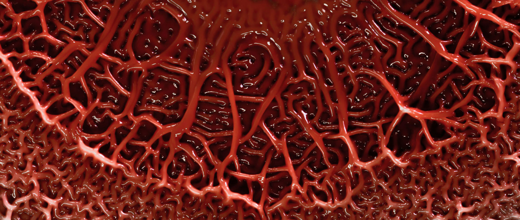 Red slime mold