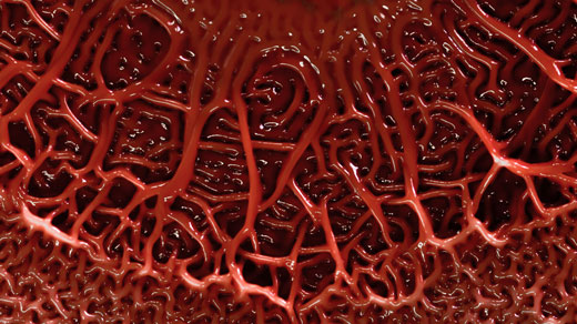 Red slime mold