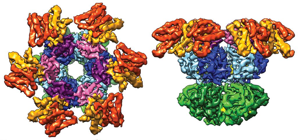 Image of clock protein complex from cryo-em