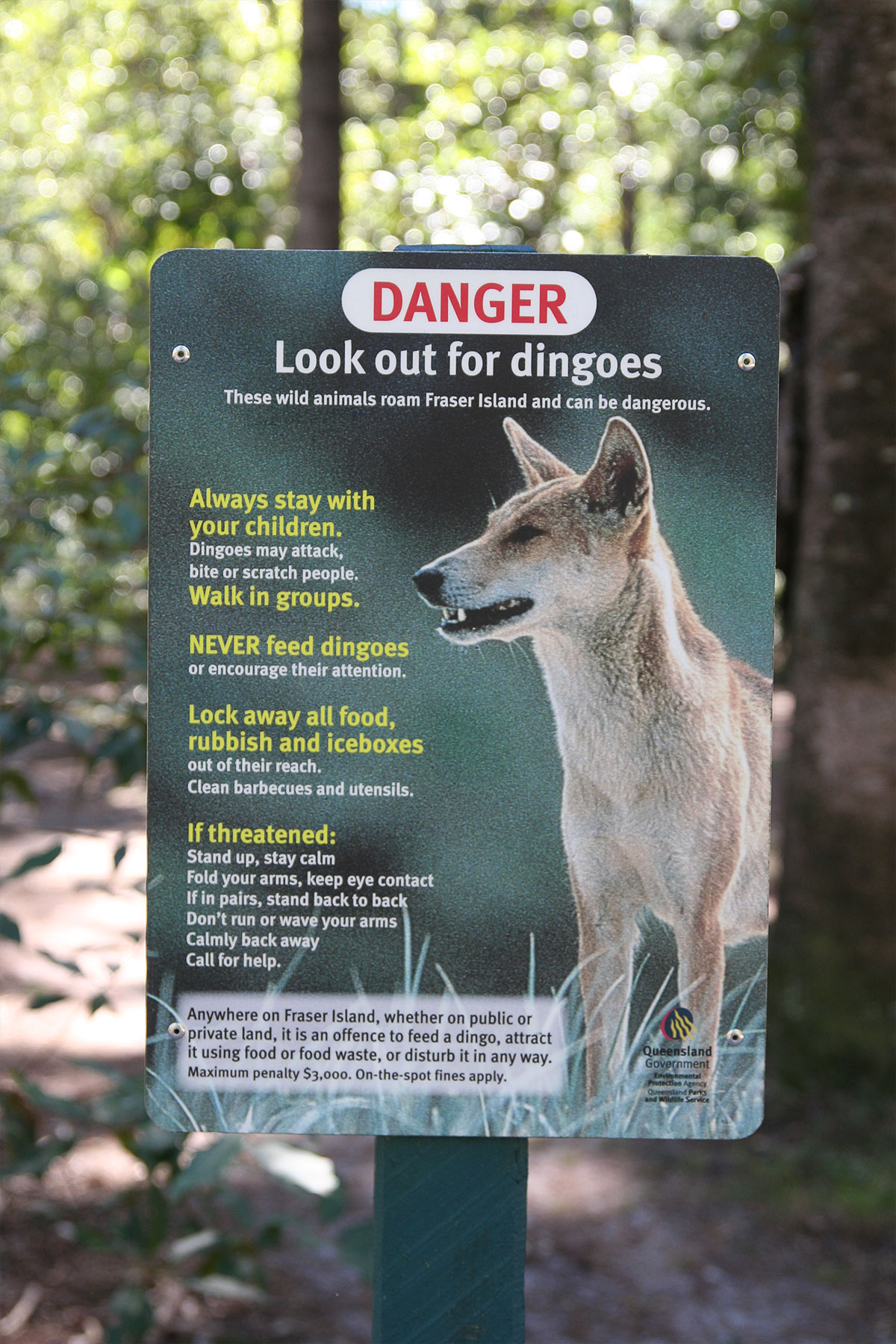 Photo of dingo warning sign