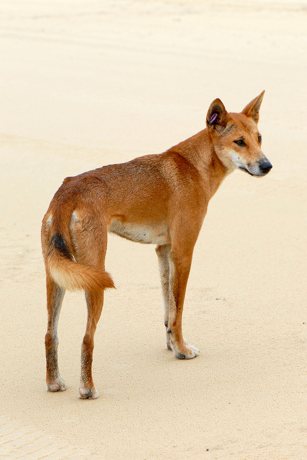 Photo of a dingo