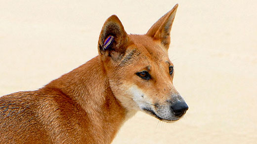 520px photo of a dingo