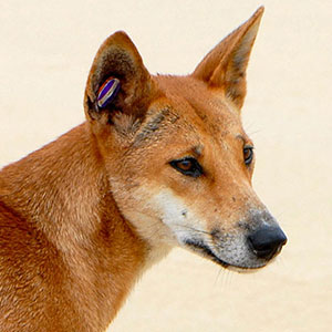 Thumbnail photo of a dingo