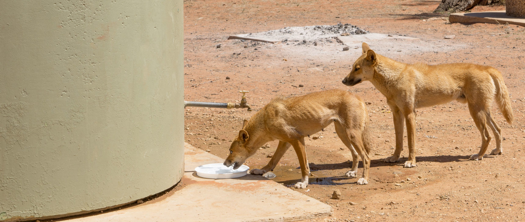 Photo of dingoes drinking from a water tank