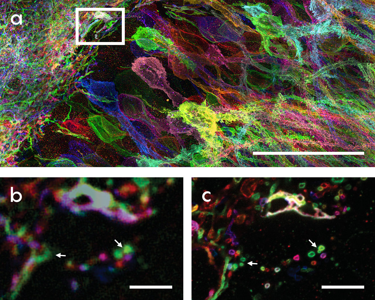 Photo of microscopy slides