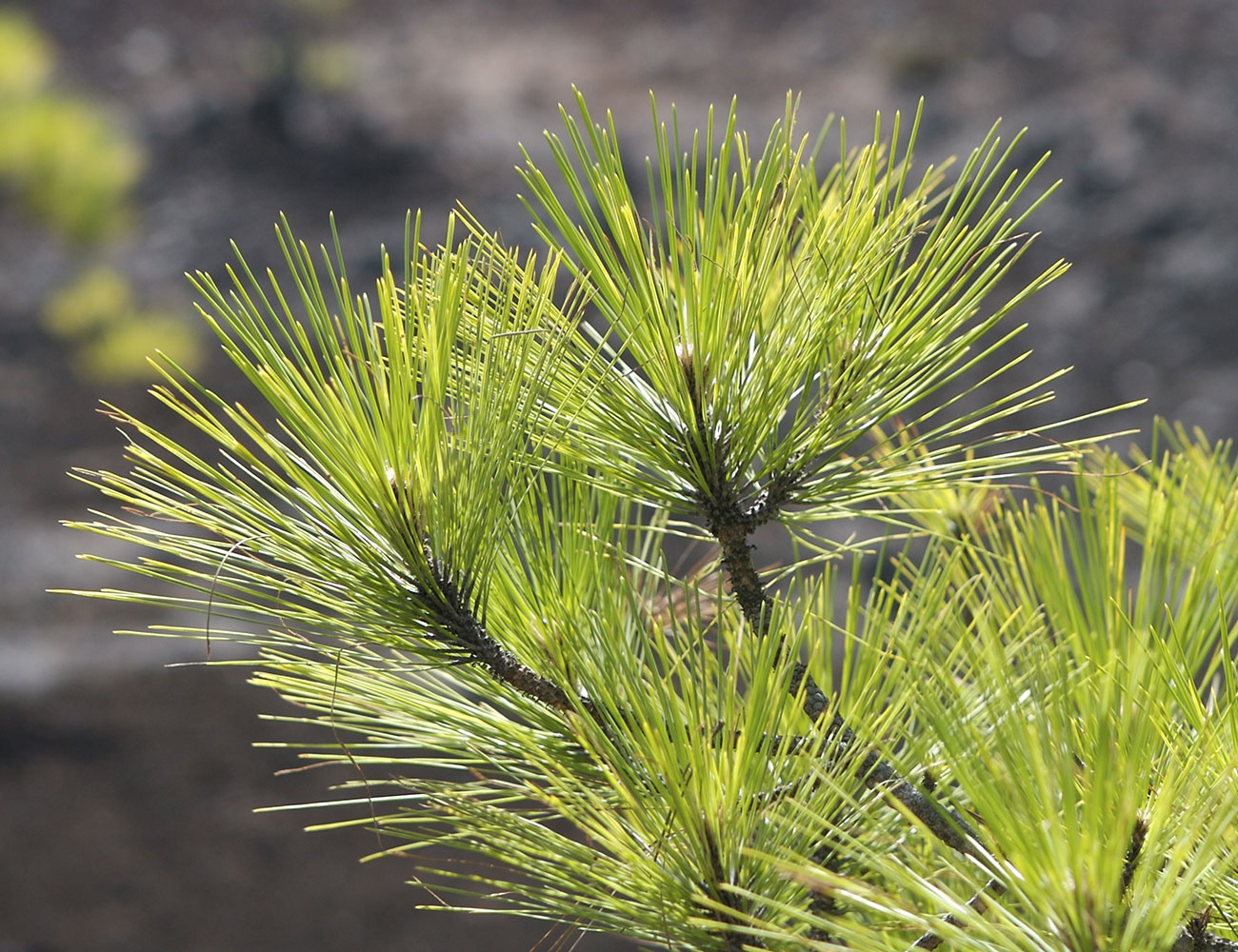 Pinus canariensis - Canary Island pine