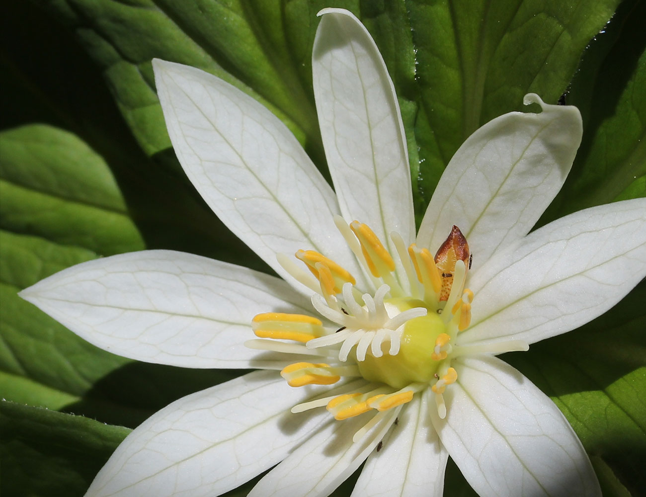 Paris japonica - angiosperm with the largest genome of any plant sequenced to date.