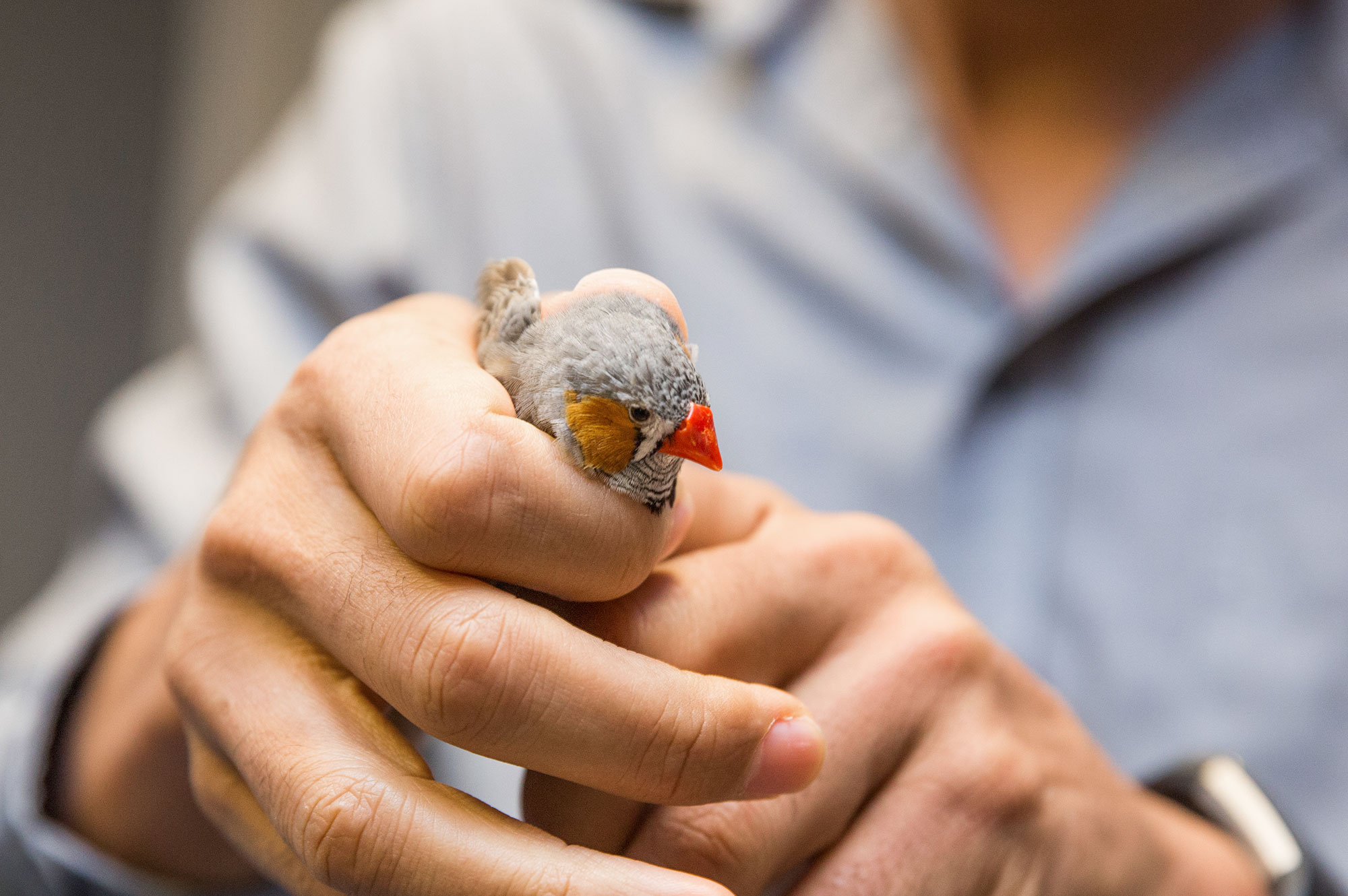 Close up photo of Jarvis holding a zebra finch