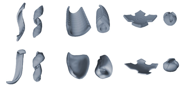 3D illustration of some of the tissue shapes they have been able to model