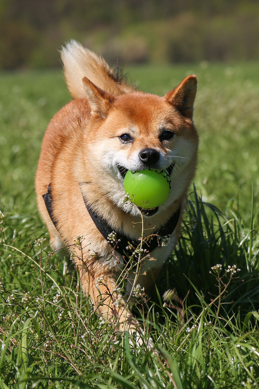 Photo of a shiba inu