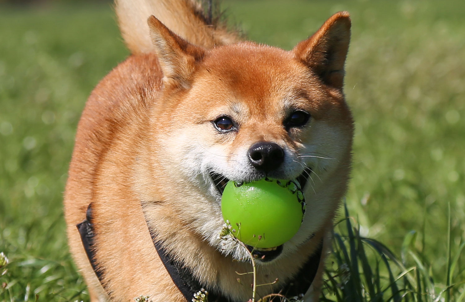 Photo of a shiba inu