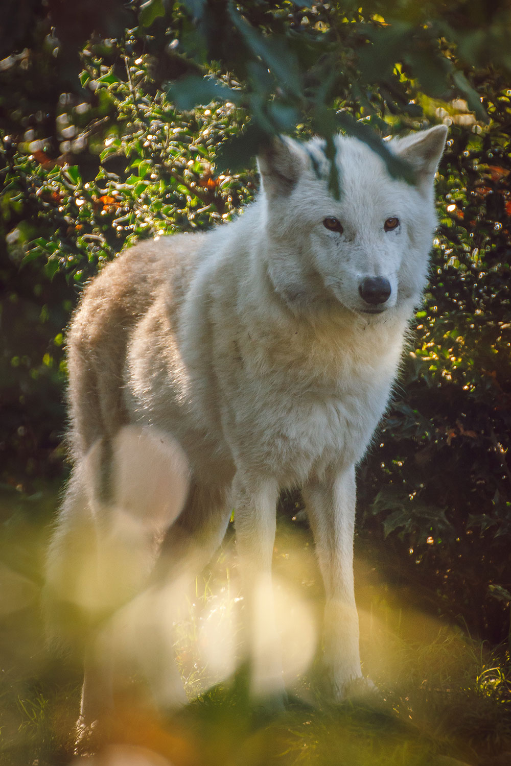 Photo of a white wolf