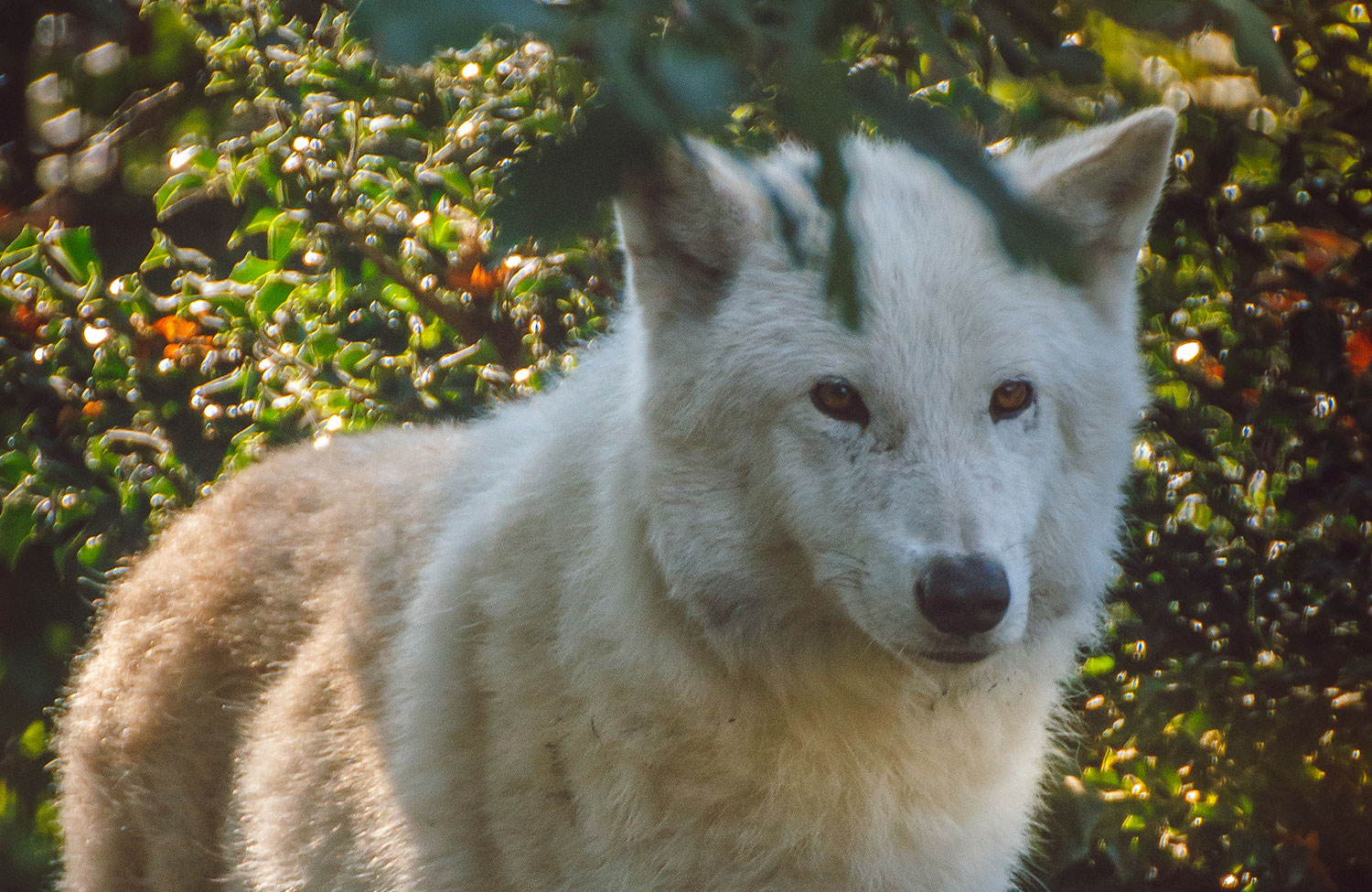 Photo of a white wolf