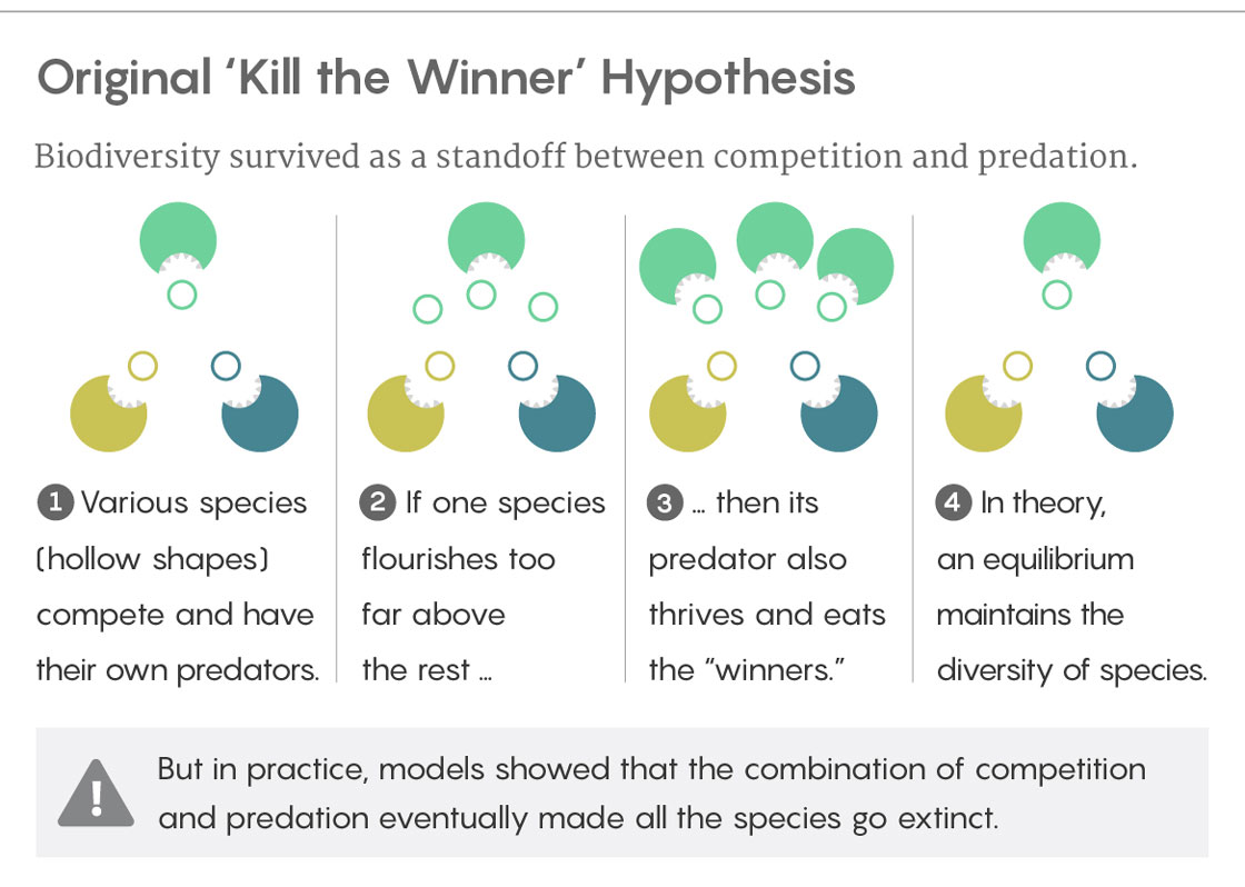 GRAPHIC: EXPLAINER OF ORIGINAL KILL THE WINNER