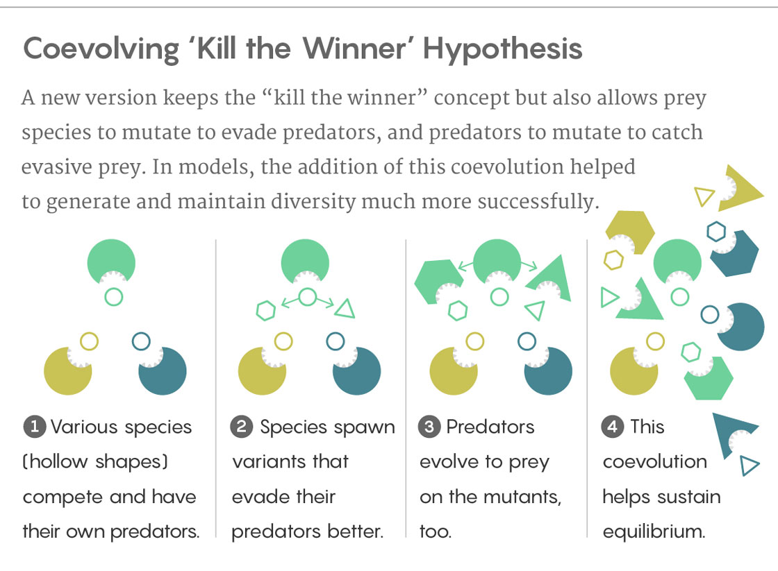 GRAPHIC: EXPLAINER OF COEVOLVING KILL THE WINNER