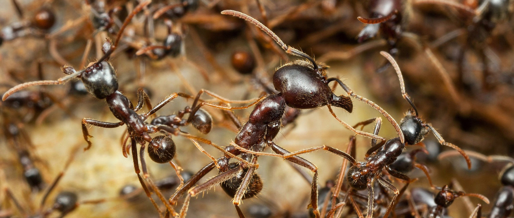 Homepage photo of army ants close up