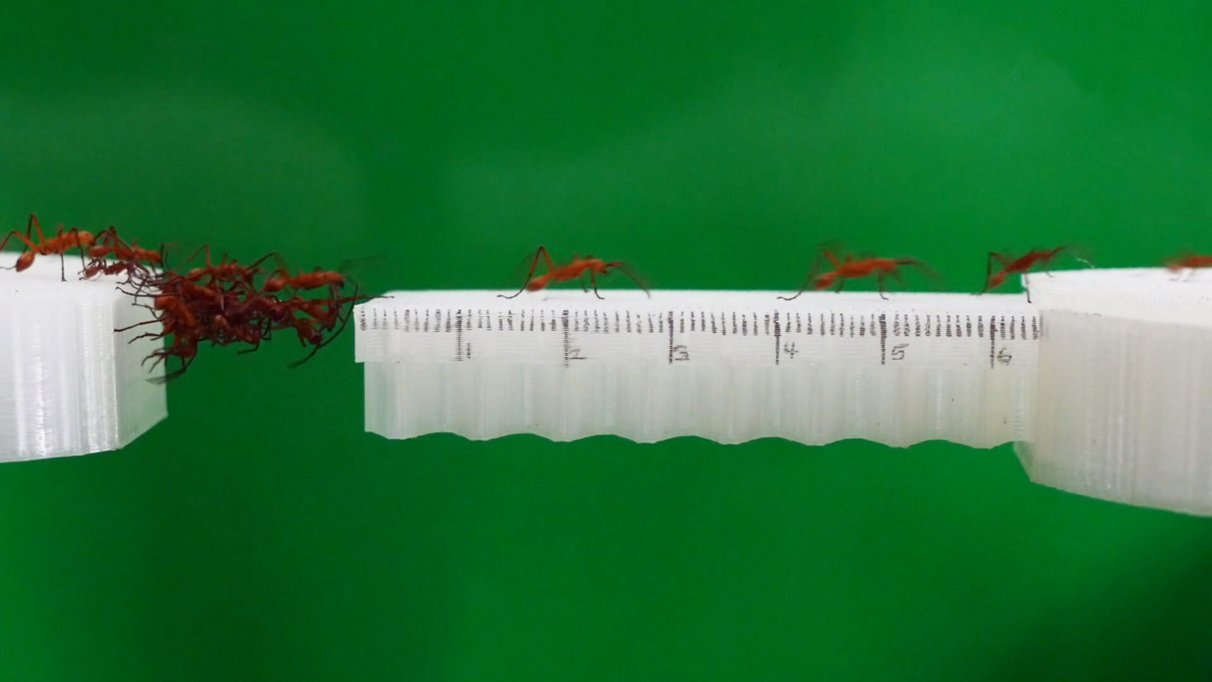 Video of army ants building a bridge on a measurement tool, which collapses then recovers.