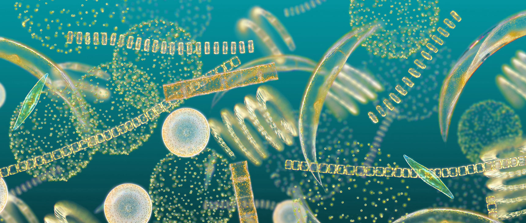 Homepage photo of phytoplankton