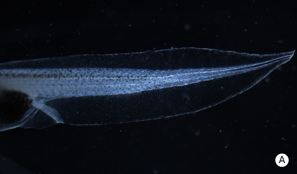 Photo of a normal tadpole tail.