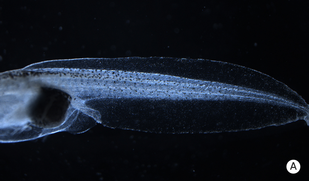 Photo of a normal tadpole.