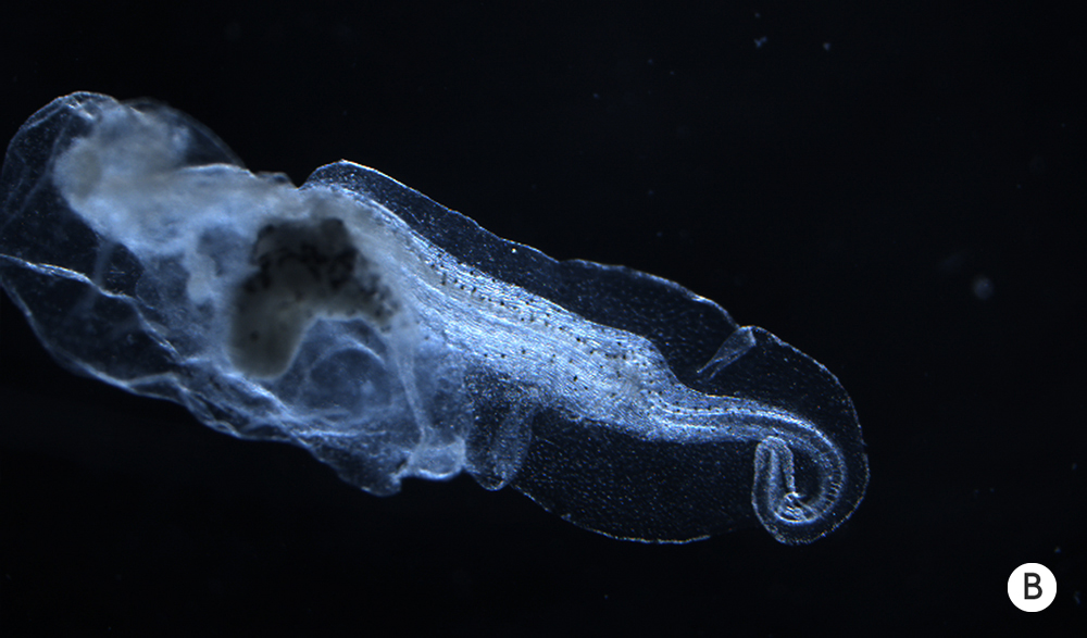 Photo of an abnormal tadpole tail.