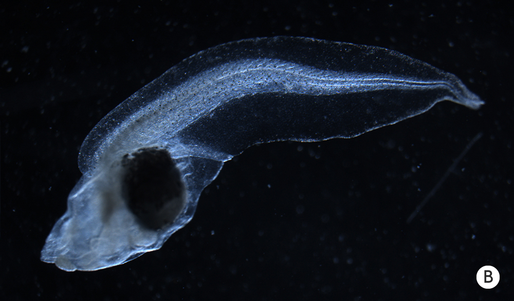 Photo of an abnormal tadpole.