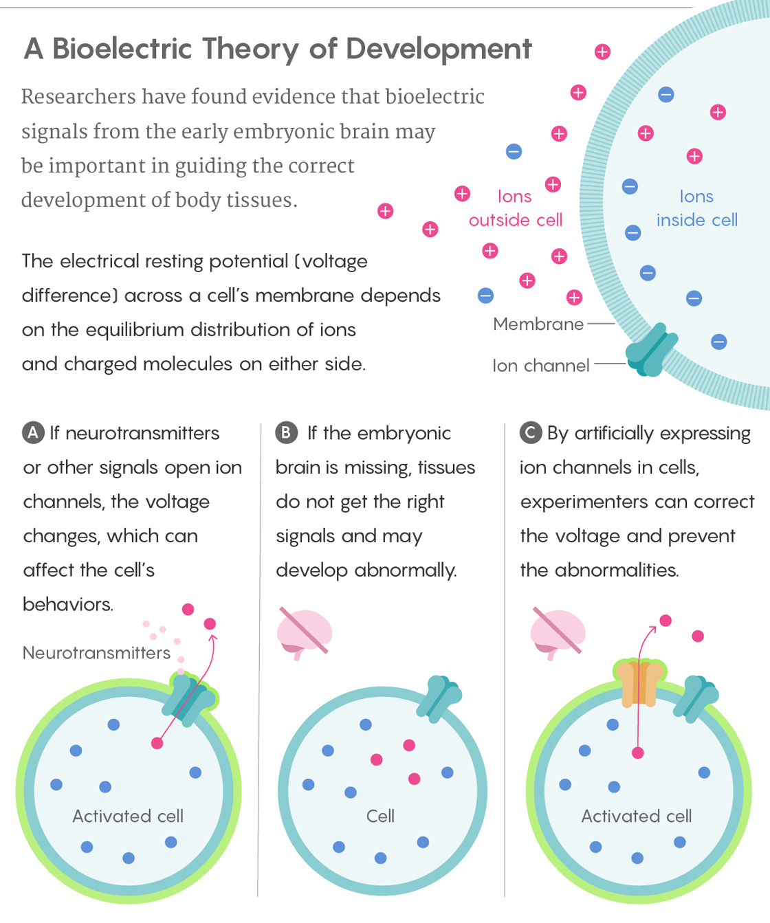 Graphic illustration detailing the bioelectric theory of development