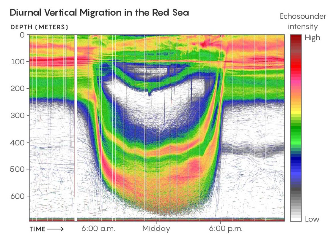 diurnal vertical migration