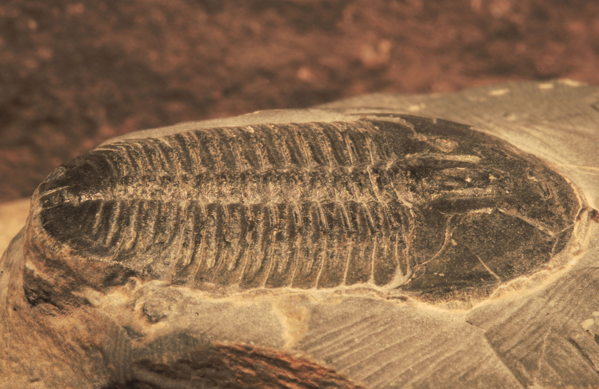 Photo of a trilobite fossil