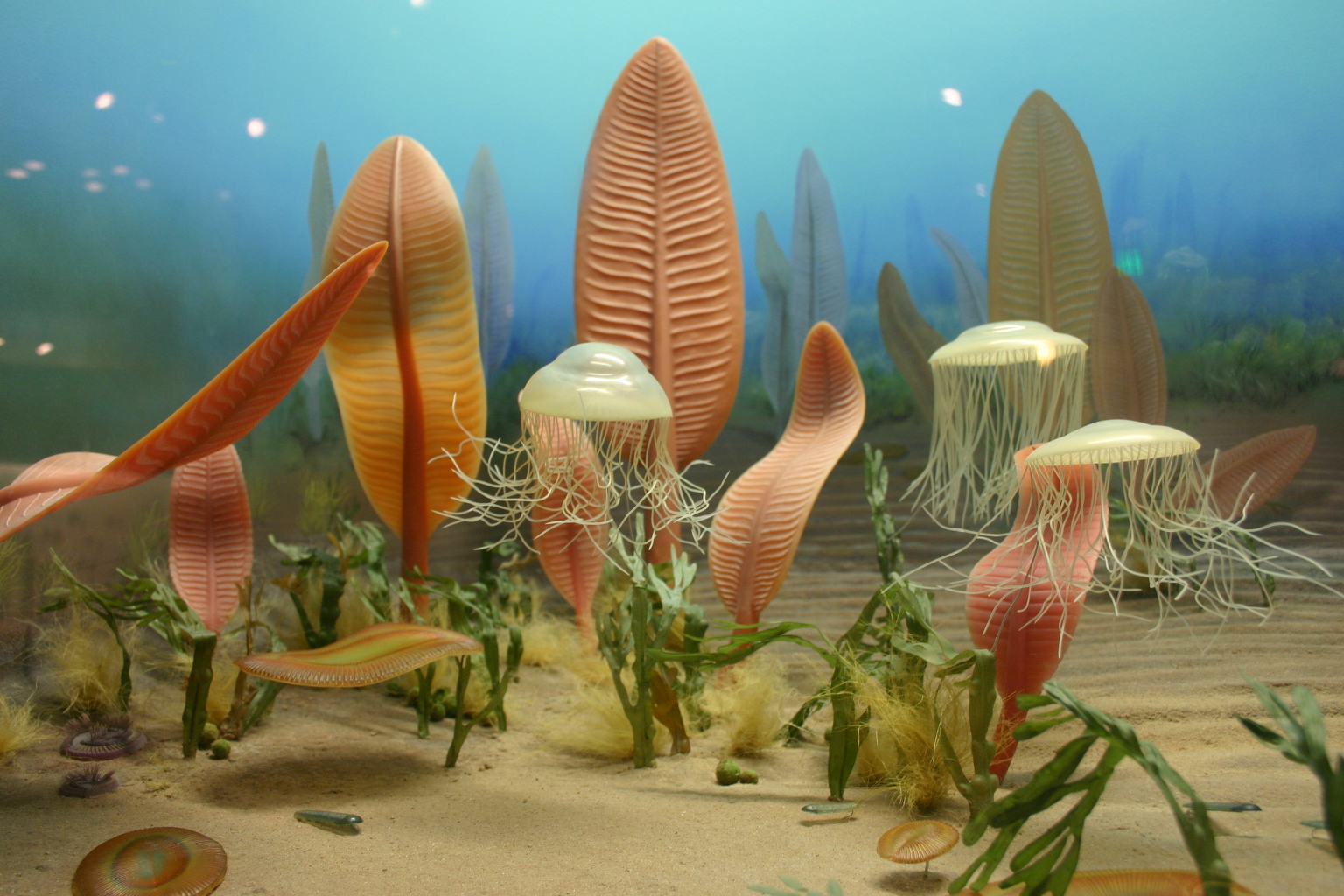 Diorama of Ediacaran life