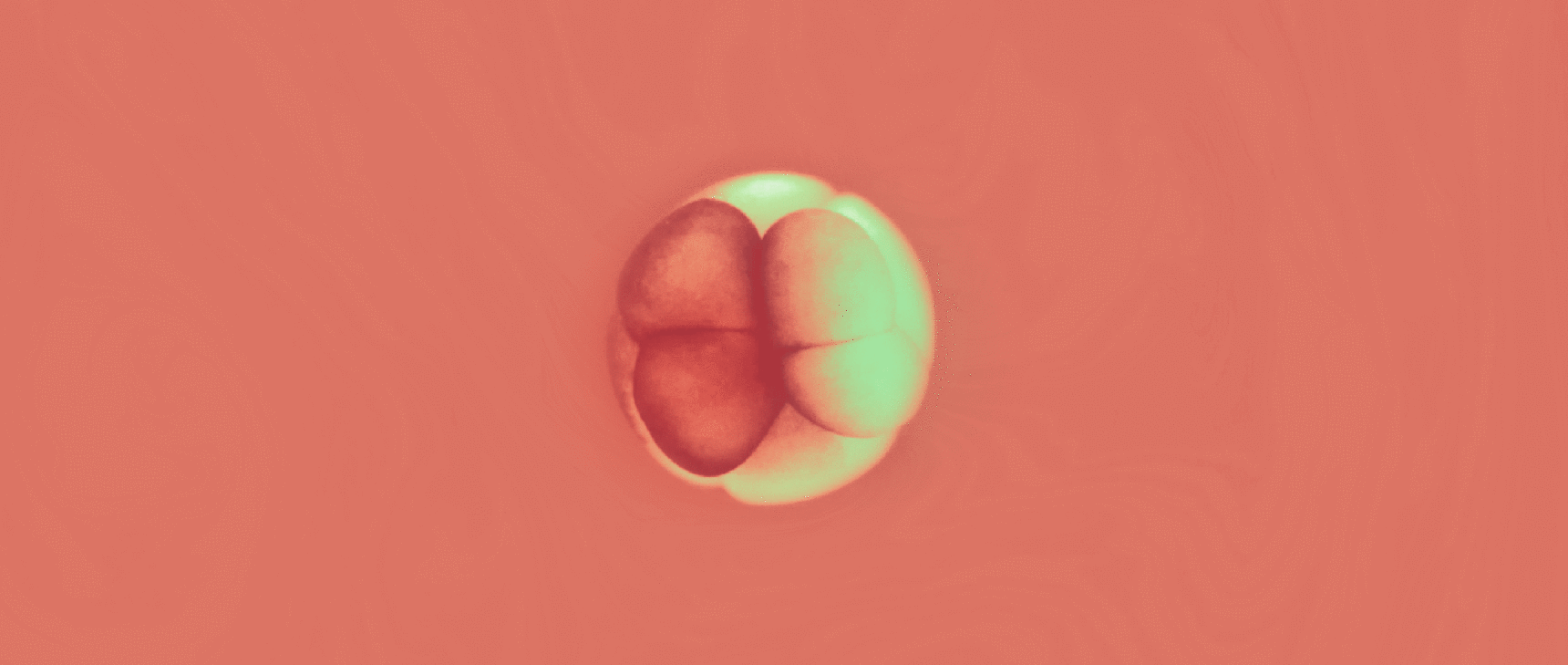 Lede art for Embryo Development