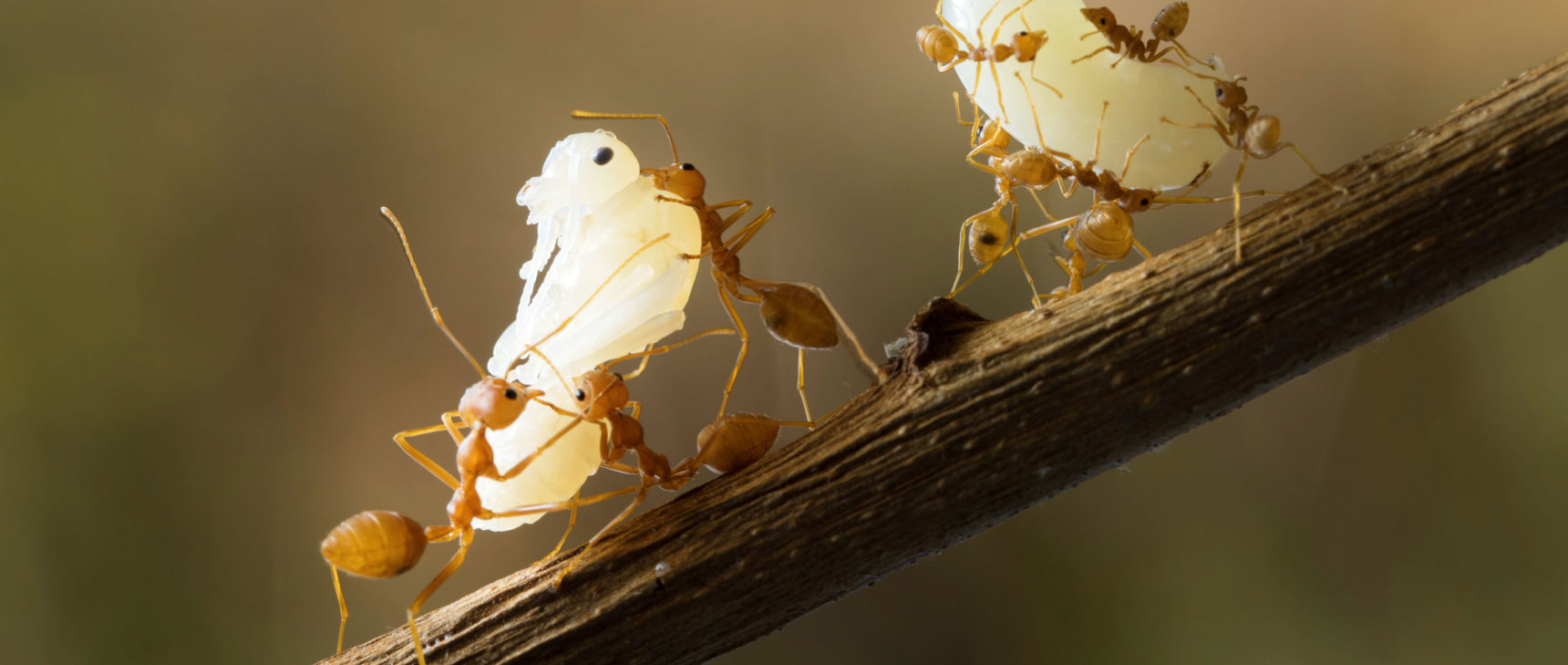 Photo of ants holding larvae.