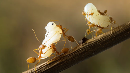 Photo of ants holding larvae.