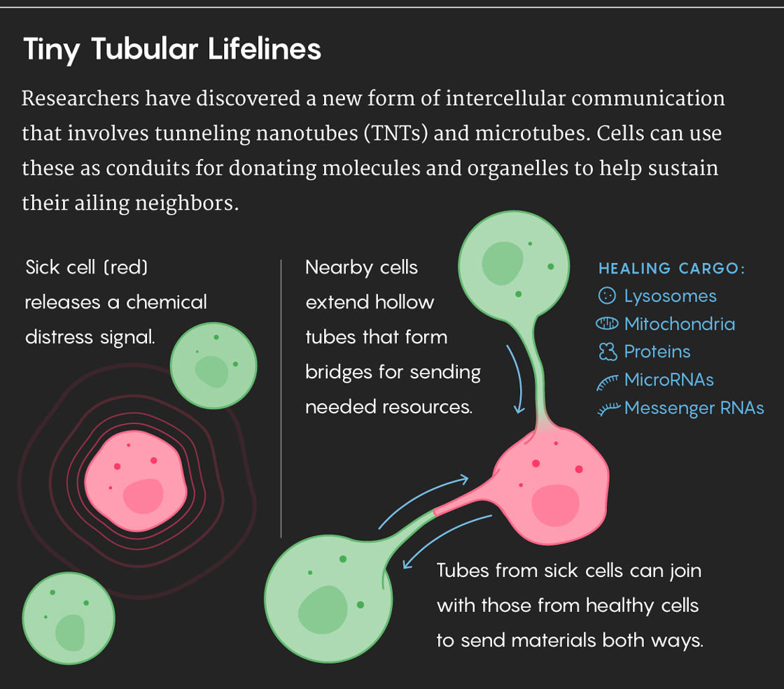 Graphic illustration showing how tunneling nanotubes work.