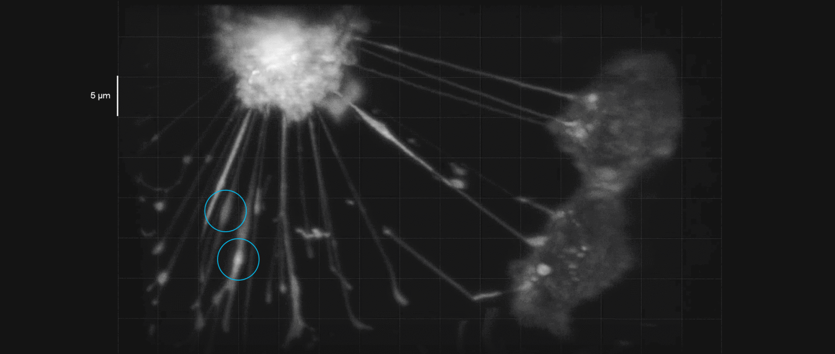 Image for "Cells Talk and Help One Another via Tiny Tube Networks"