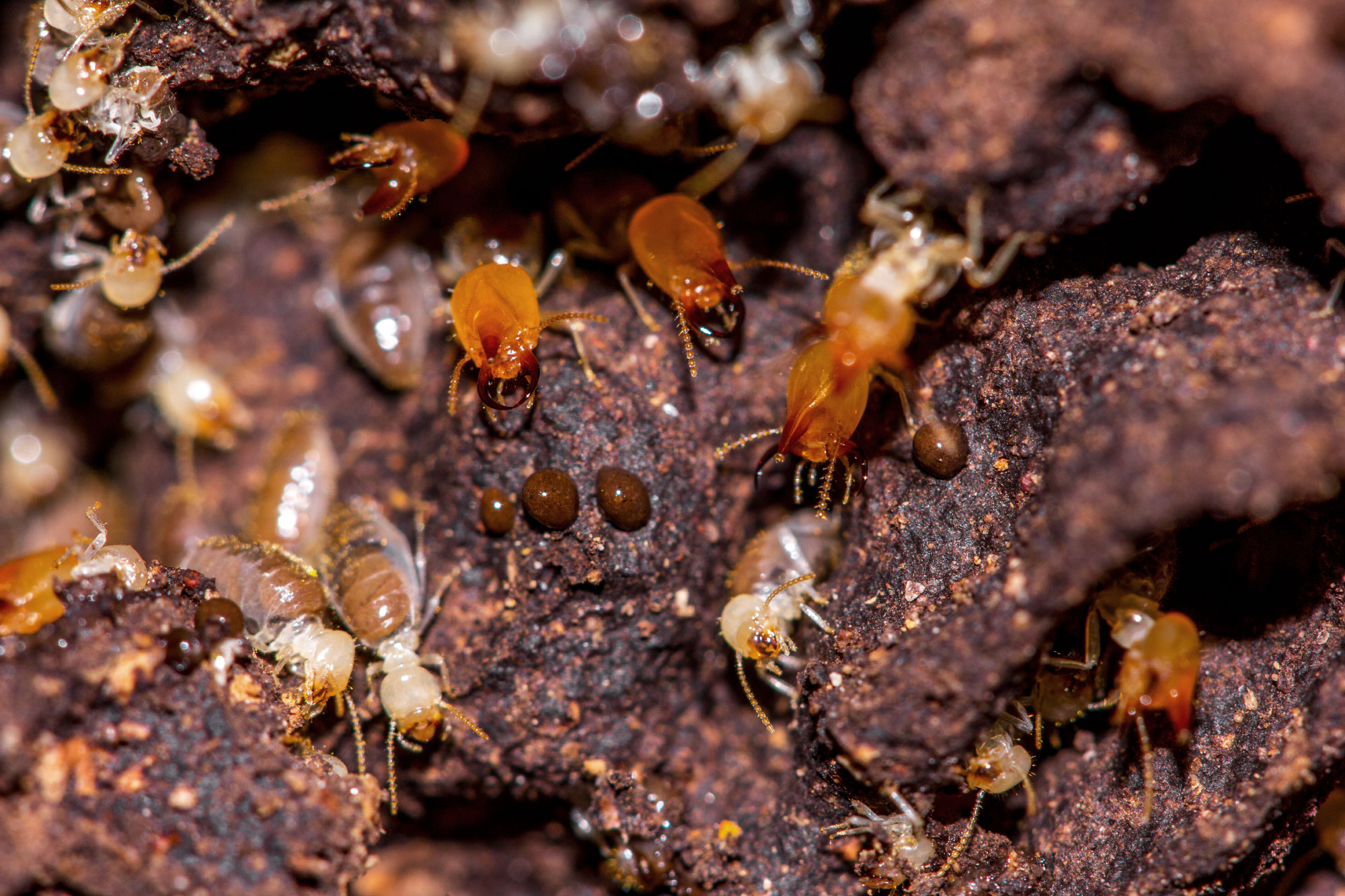 Photo of termites