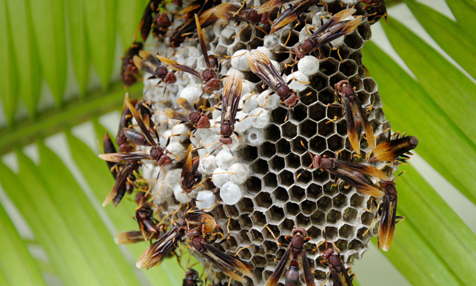 Wasps nesting on a palm frond