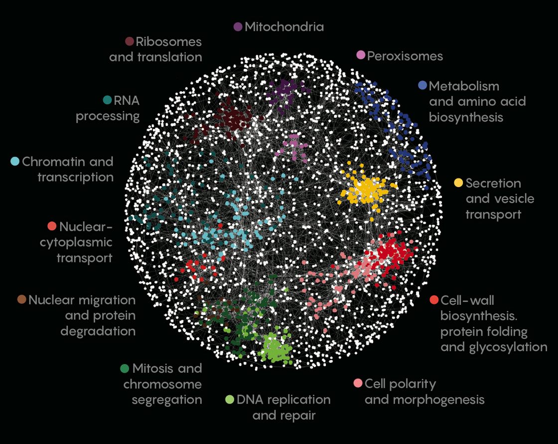 Illustrated map of genetic clusters in a yeast cell.